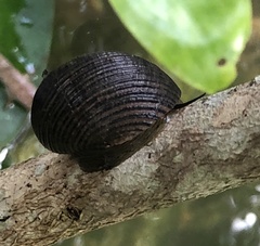 Nerita balteata