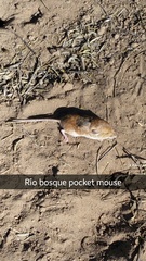 Perognathus