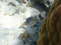 Canthigaster solandri