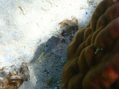 Canthigaster solandri
