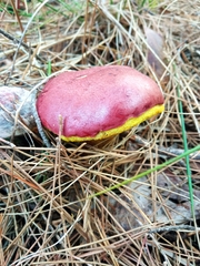 Baorangia