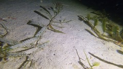 Solenostomus cyanopterus