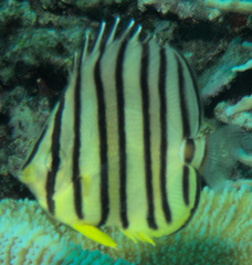 Chaetodon octofasciatus
