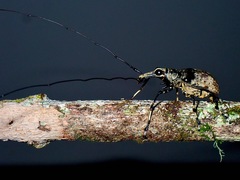Mecocerini