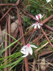 Caladenia alpina