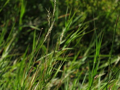 Pseudopentameris brachyphylla