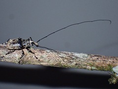 Mecocerini