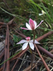 Caladenia alpina