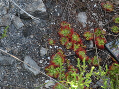 Drosera xerophila