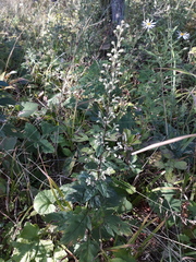 Artemisia stolonifera