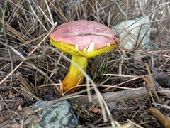 Baorangia
