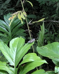 Phaedyma columella singa