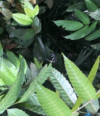 Phaedyma columella singa