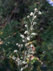 Artemisia stolonifera