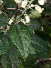 Artemisia stolonifera