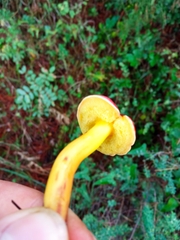 Baorangia