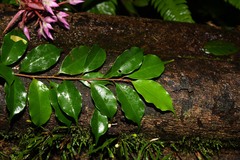 Cybianthus rostratus