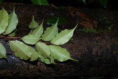 Cybianthus rostratus