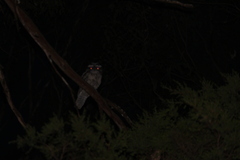 Podargus strigoides strigoides