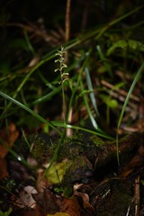 Cyclopogon cranichoides