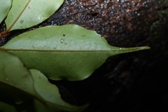 Cybianthus rostratus