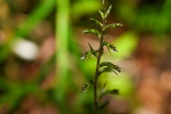 Cyclopogon cranichoides