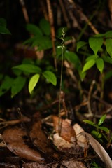 Cyclopogon cranichoides