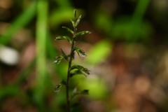 Cyclopogon cranichoides