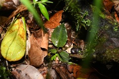 Cyclopogon cranichoides