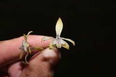 Epidendrum pallidiflorum