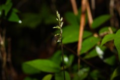 Cyclopogon cranichoides