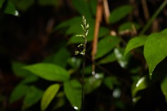 Cyclopogon cranichoides