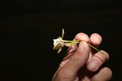 Epidendrum pallidiflorum