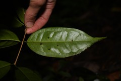 Eugenia coffeifolia