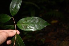 Eugenia coffeifolia