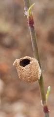 Eumenes