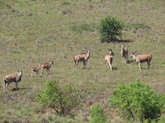 Tragelaphus oryx oryx