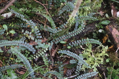 Pellaea rotundifolia