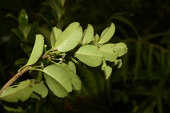 Ilex sideroxyloides