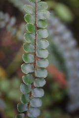 Pellaea rotundifolia
