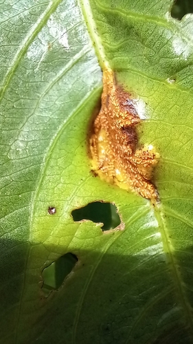 Cyphostemma rhodesiae