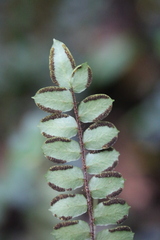Pellaea rotundifolia