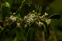 Ilex sideroxyloides