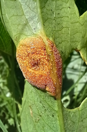 Cyphostemma rhodesiae