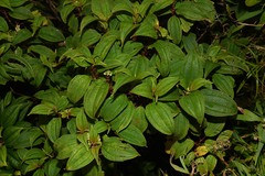 Miconia globuliflora