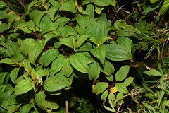 Miconia globuliflora