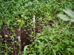 Chlorophytum malabaricum