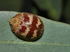 Paropsis mystica