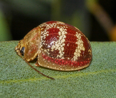 Paropsis mystica