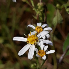 Aster scaber